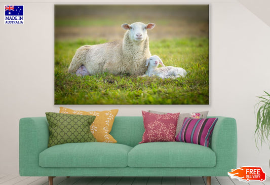 Sheep & Lamb on Grass Photograph Print 100% Australian Made