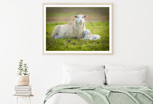 Sheep & Lamb on Grass Photograph Home Decor Premium Quality Poster Print Choose Your Sizes