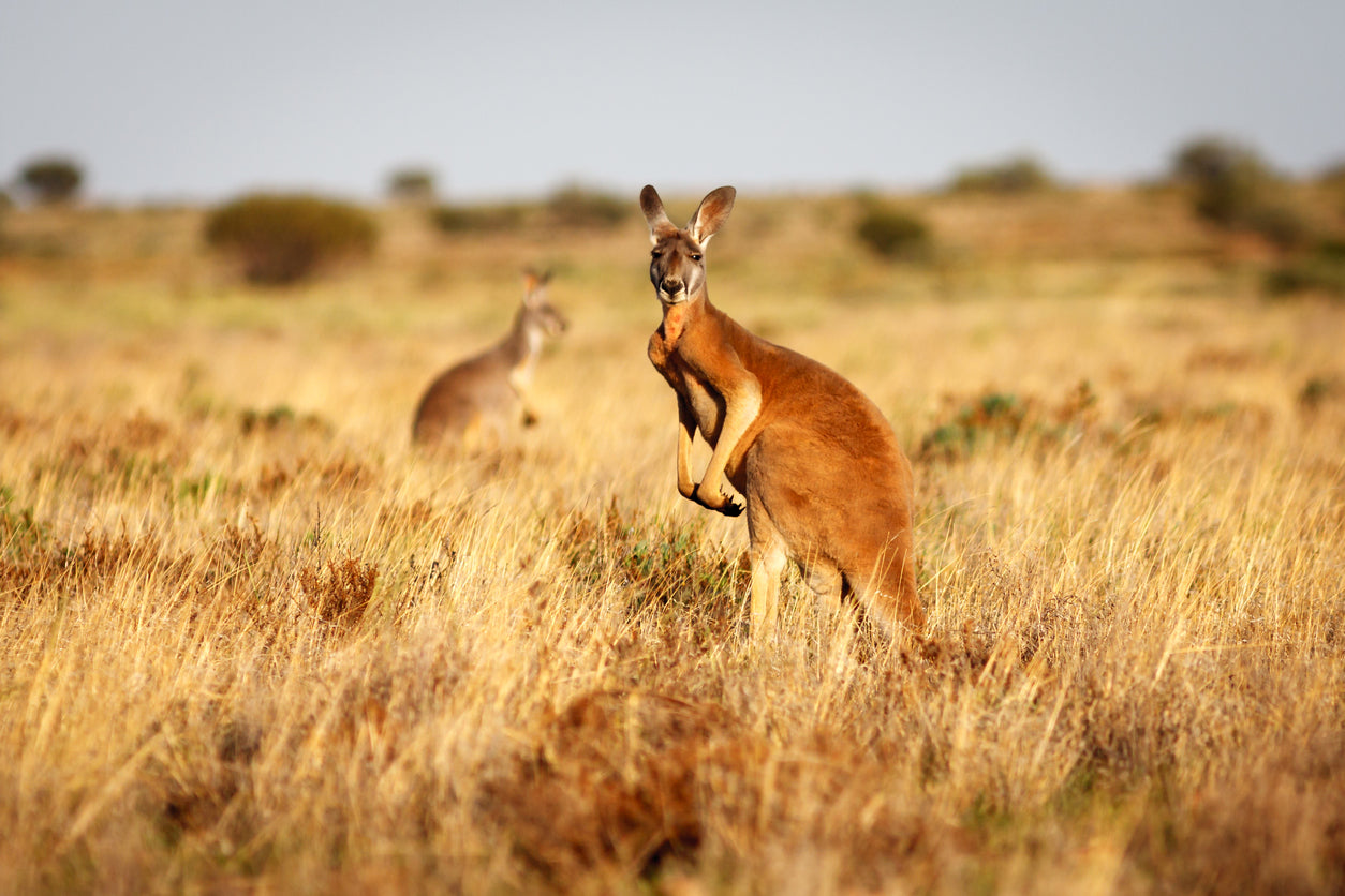 Kangaroo in Grass Field View Home Decor Premium Quality Poster Print Choose Your Sizes