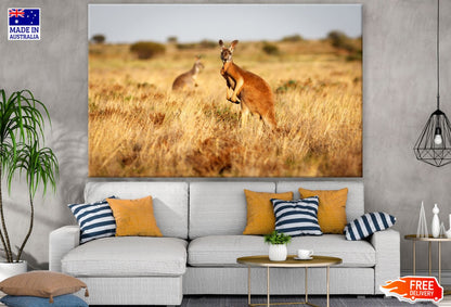 Kangaroo in Grass Field View Print 100% Australian Made