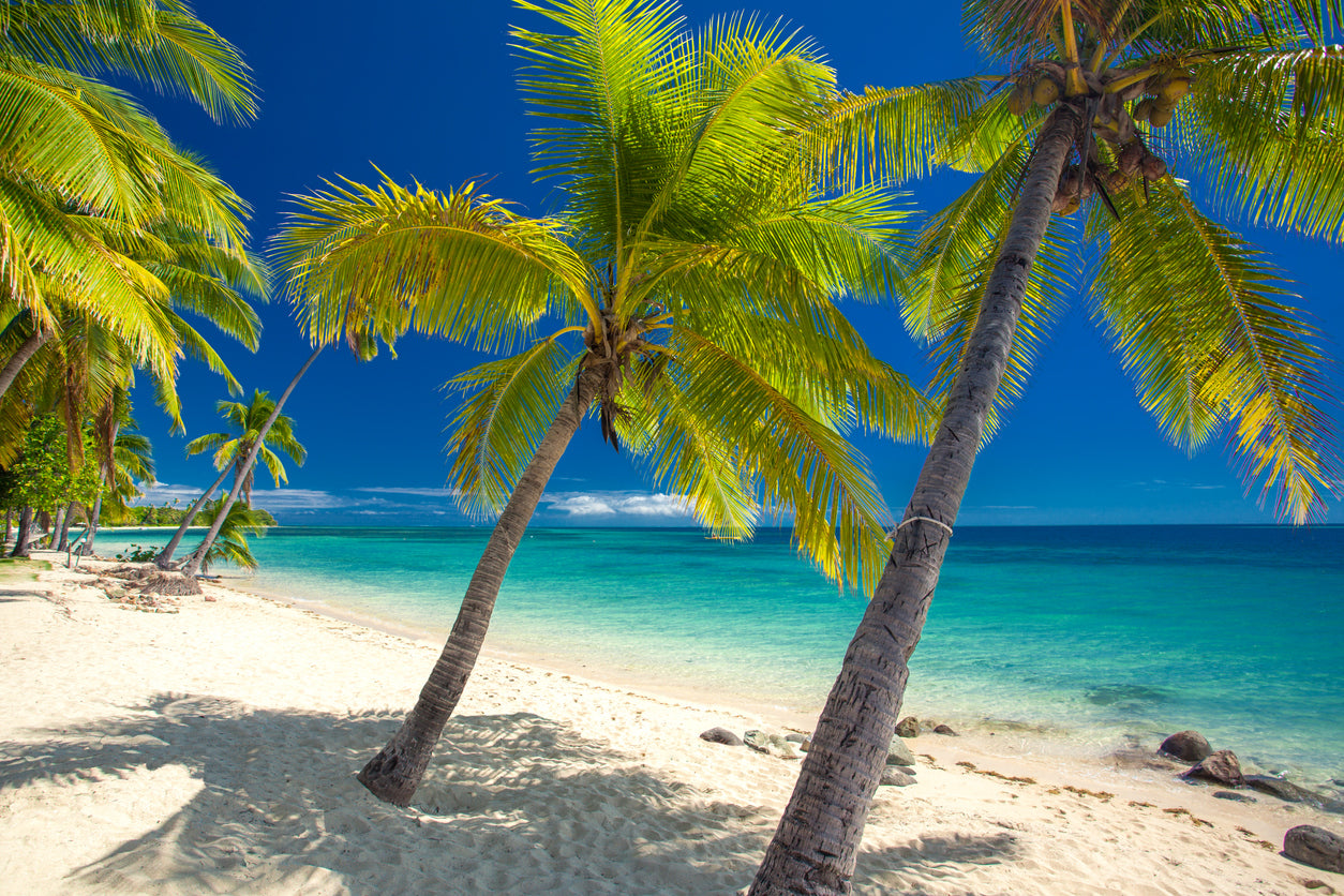 Palm Trees on Beach Photograph Home Decor Premium Quality Poster Print Choose Your Sizes