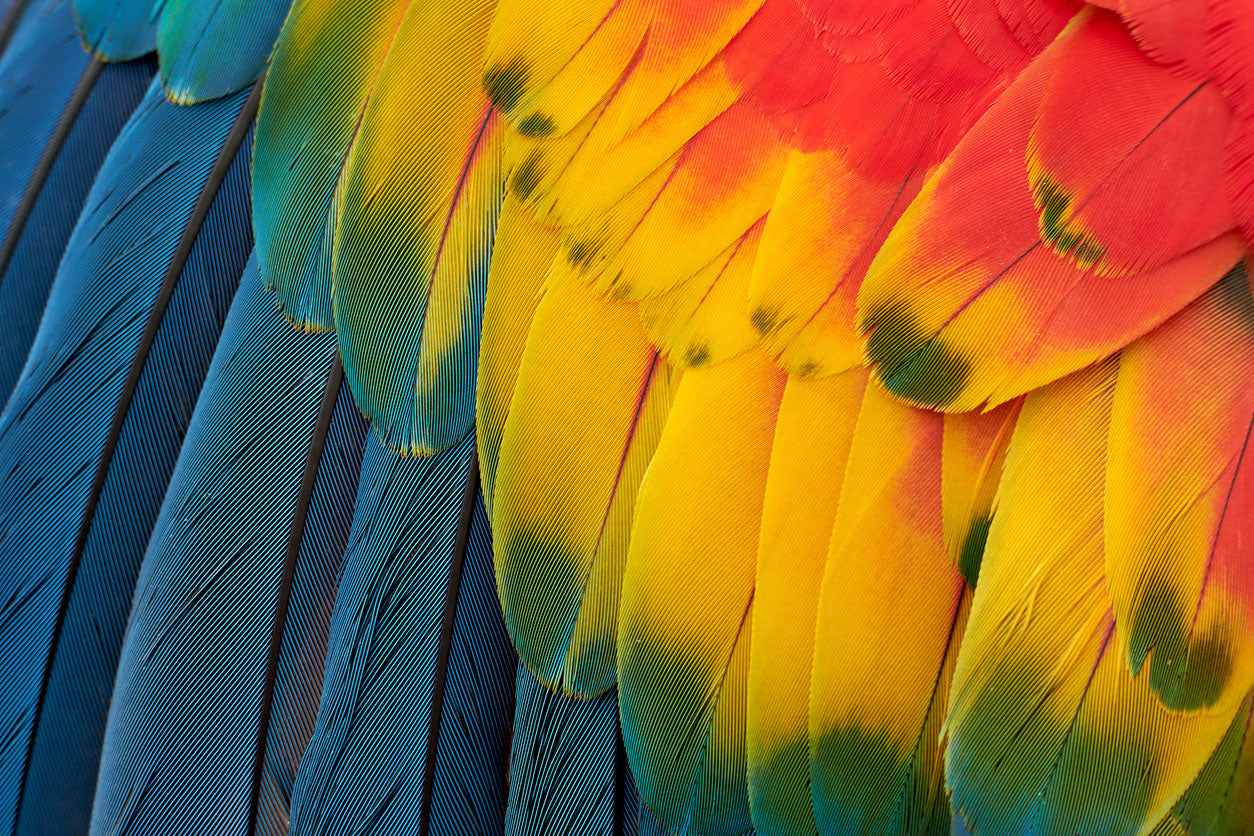 Colorful Bird Feathers Photograph Paint Print 100% Australian Made