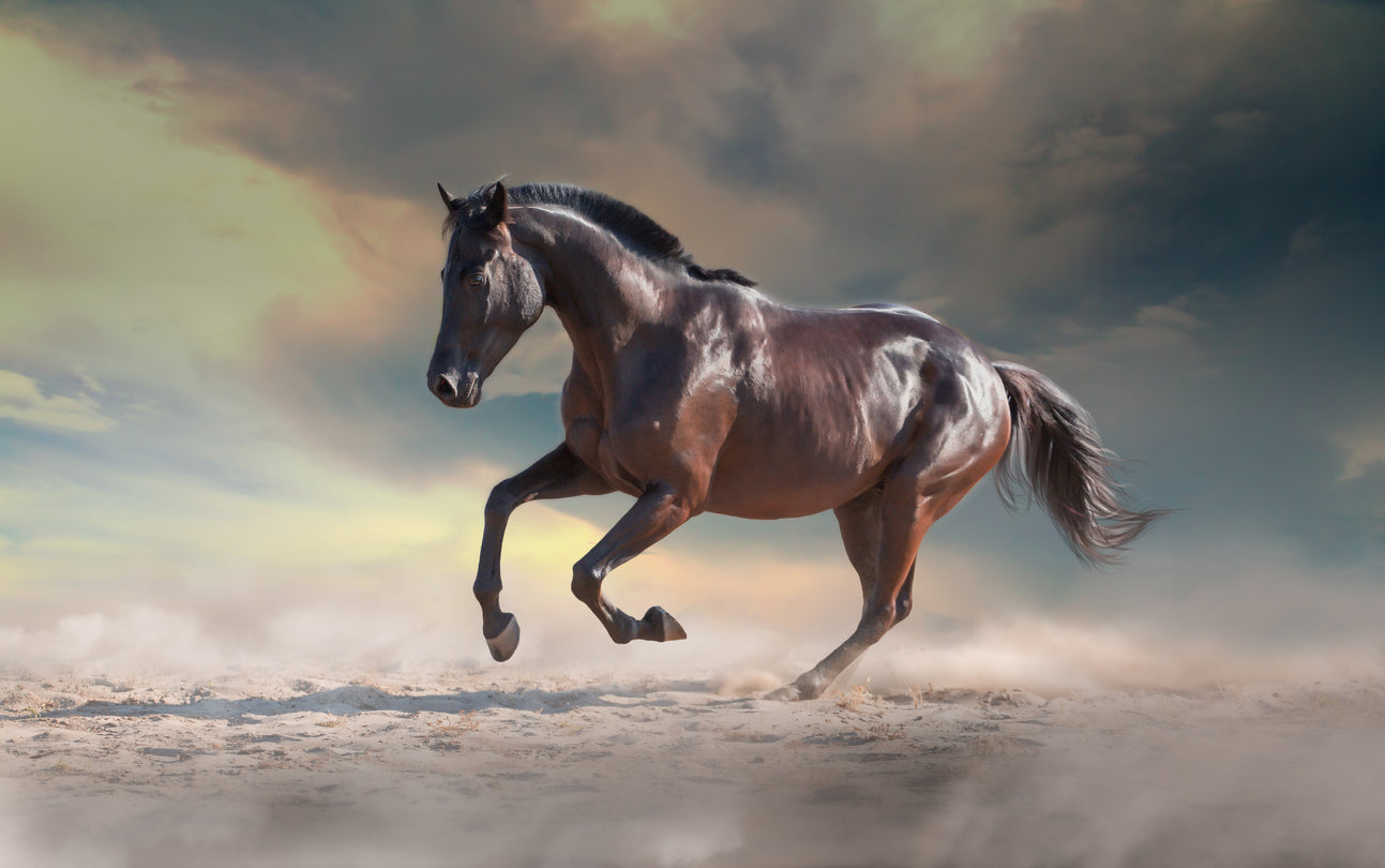 Horse Running On Sand Photograph Home Decor Premium Quality Poster Print Choose Your Sizes