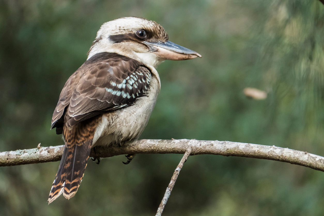 Kookaburra Bird on Tree Closeup Print 100% Australian Made