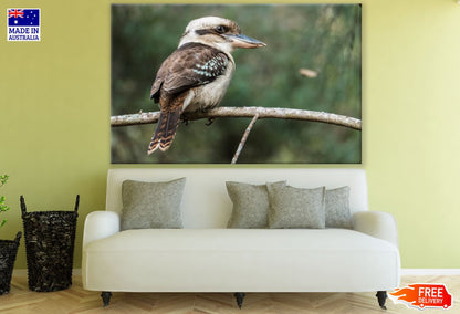 Kookaburra Bird on Tree Closeup Print 100% Australian Made