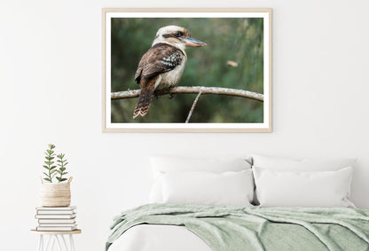 Kookaburra Bird on Tree Closeup Home Decor Premium Quality Poster Print Choose Your Sizes