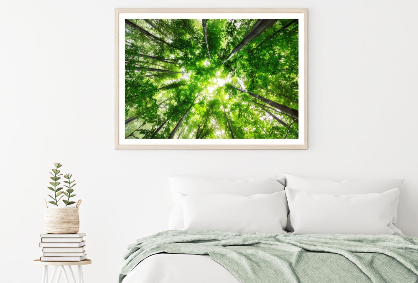 Forest Beneath View Photograph Home Decor Premium Quality Poster Print Choose Your Sizes