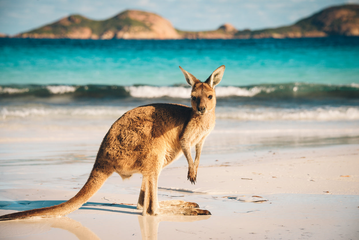 Kangaroo on Beach Photograph Print 100% Australian Made