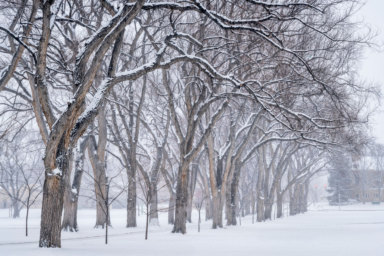 Snow Covered Trees Photograph Home Decor Premium Quality Poster Print Choose Your Sizes