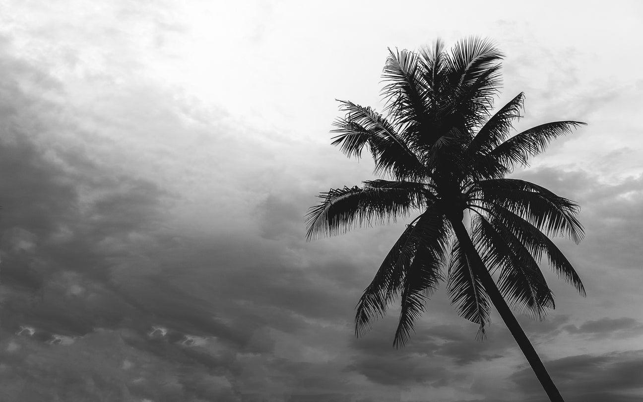 Palm Tree & Sky B&W Photograph Print 100% Australian Made