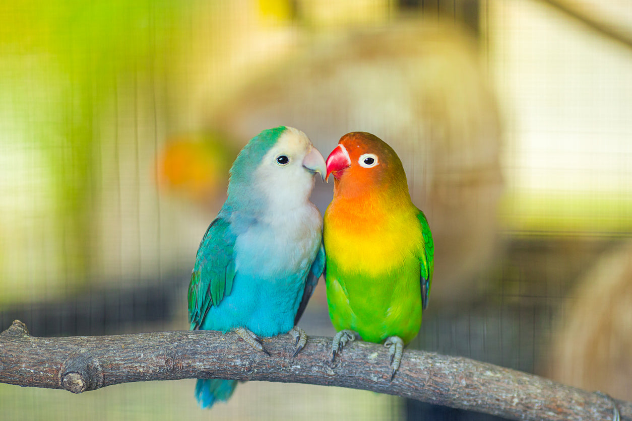 Love Birds Closeup Photograph Home Decor Premium Quality Poster Print Choose Your Sizes