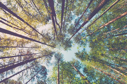 Forest Beneath View Photograph Print 100% Australian Made