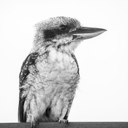 Square Canvas Kookaburra Bird B&W Closeup High Quality Print 100% Australian Made