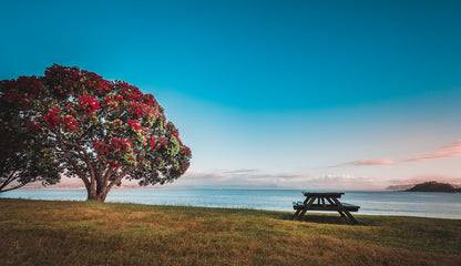 Trees & Benches near Lake View Print 100% Australian Made