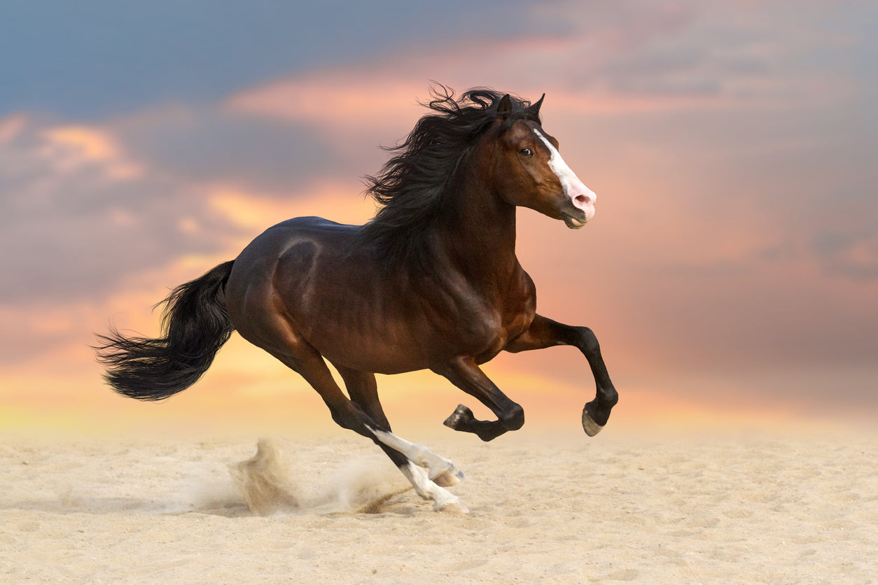 Horse Running On Sand Photograph Home Decor Premium Quality Poster Print Choose Your Sizes