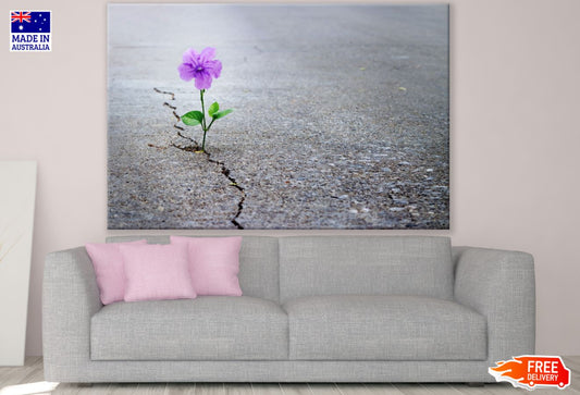 Purple Flower in Carpet Road Photograph Print 100% Australian Made