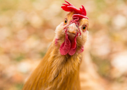 Rooster Closeup Portrait Photograph Print 100% Australian Made