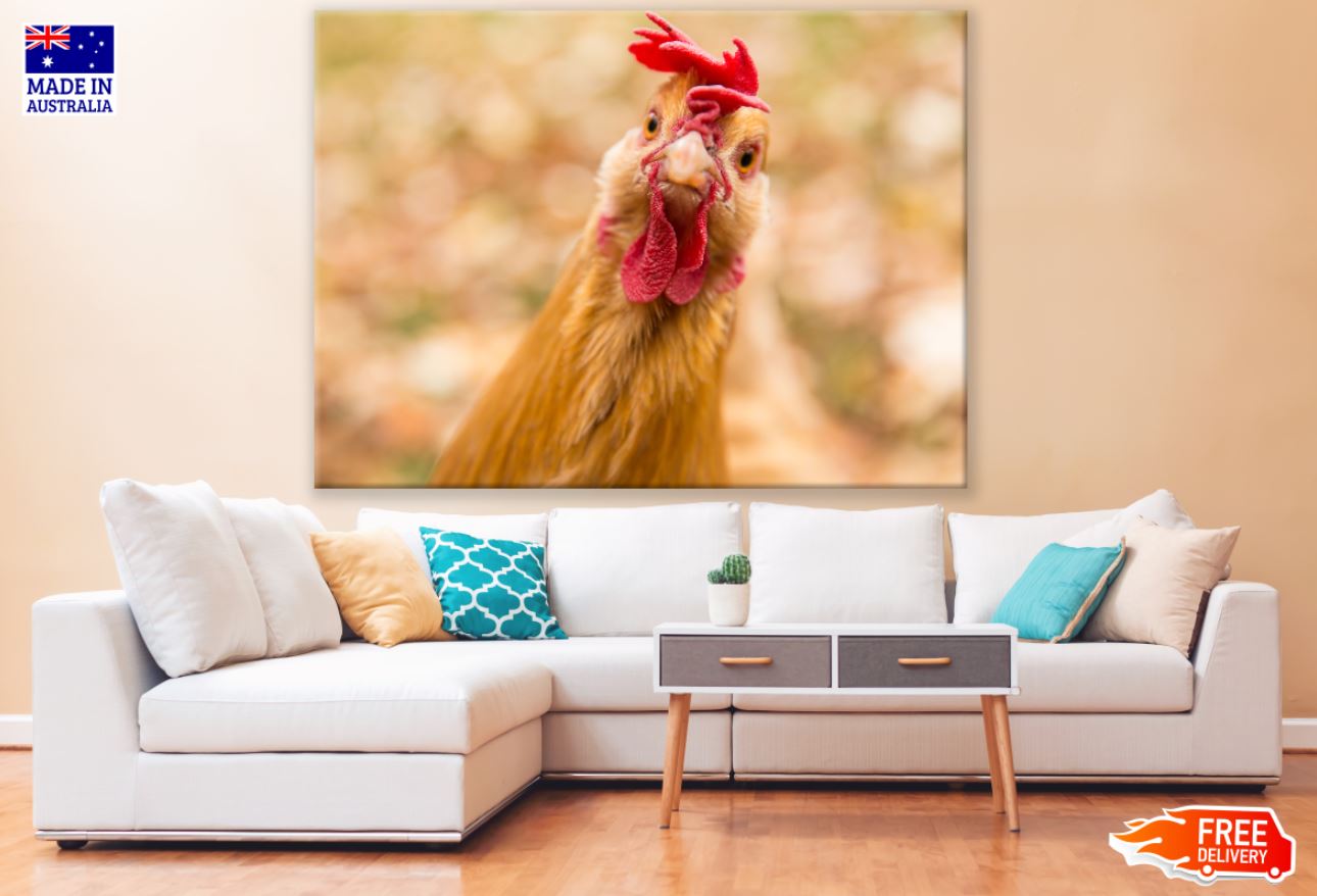 Rooster Closeup Portrait Photograph Print 100% Australian Made