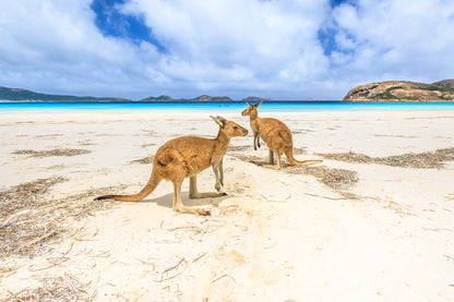 Kangaroos at Sea Shore Photograph Print 100% Australian Made