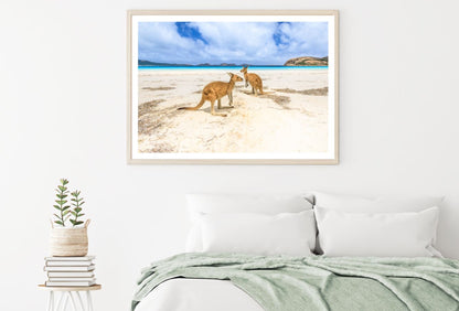 Kangaroos at Sea Shore Photograph Home Decor Premium Quality Poster Print Choose Your Sizes