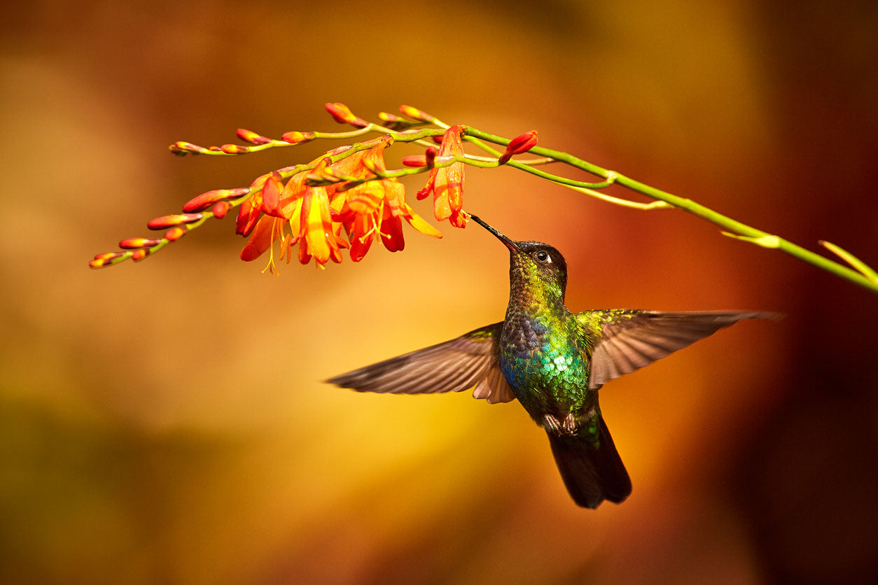 Humming Bird & Flower Photograph Home Decor Premium Quality Poster Print Choose Your Sizes