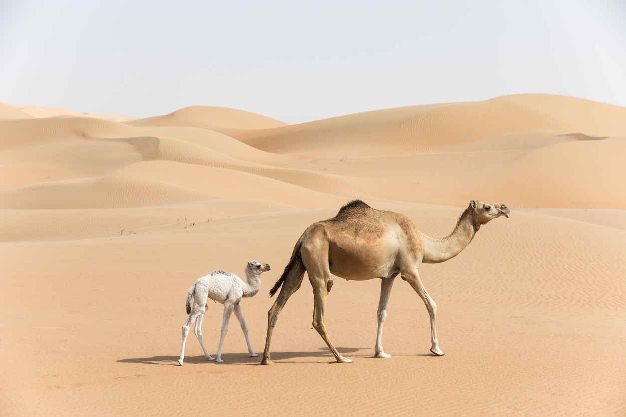 Camels on Desert Photograph Home Decor Premium Quality Poster Print Choose Your Sizes