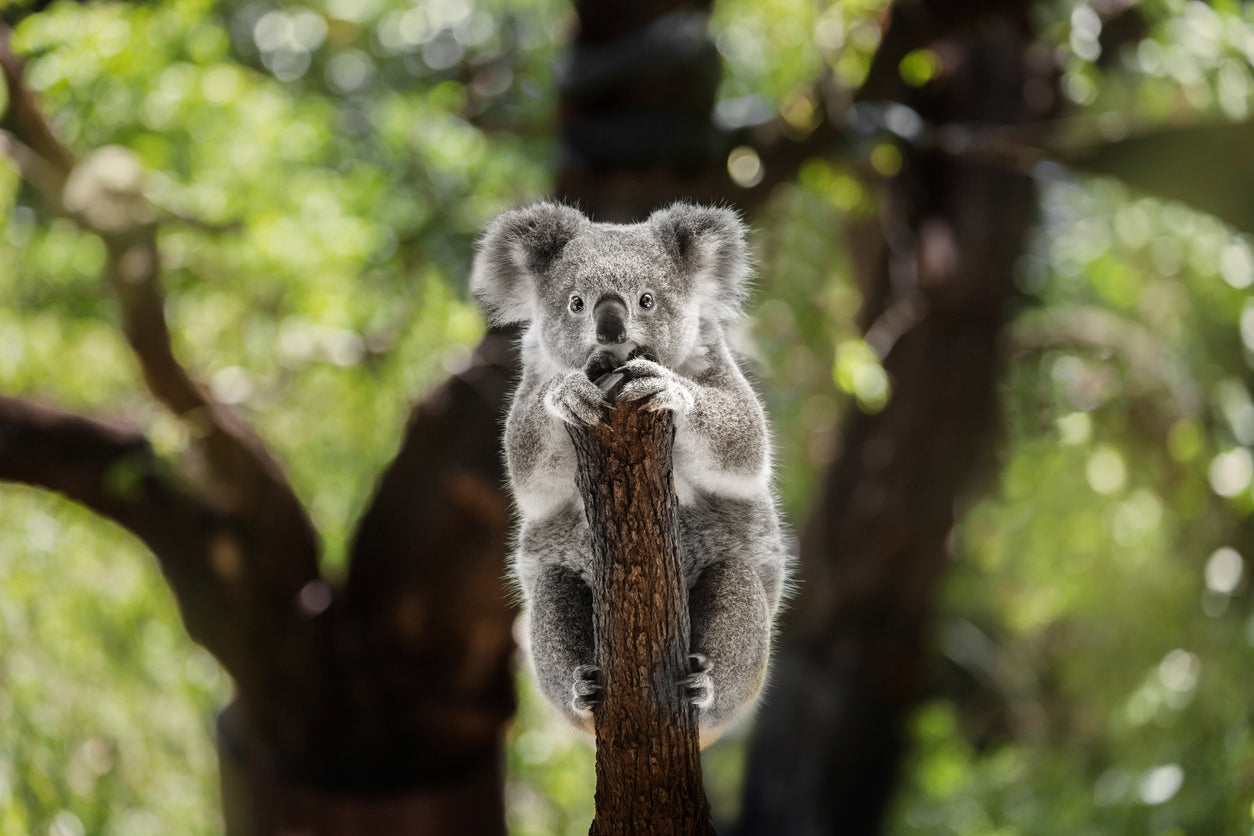 Koala Bear on a Tree Photograph Home Decor Premium Quality Poster Print Choose Your Sizes