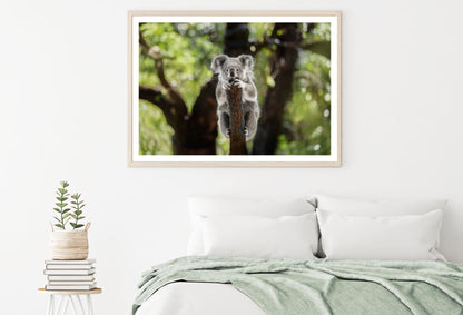 Koala Bear on a Tree Photograph Home Decor Premium Quality Poster Print Choose Your Sizes