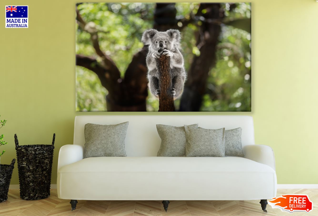 Koala Bear on a Tree Photograph Print 100% Australian Made