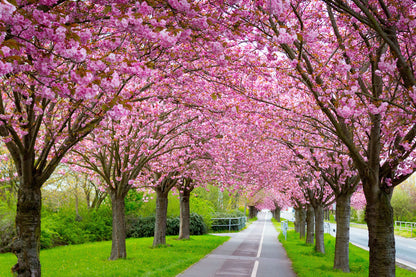 Blossom Trees Along the Road View Print 100% Australian Made