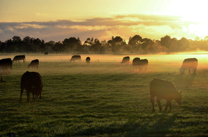 Cow Herd on a Meadow Photograph Home Decor Premium Quality Poster Print Choose Your Sizes