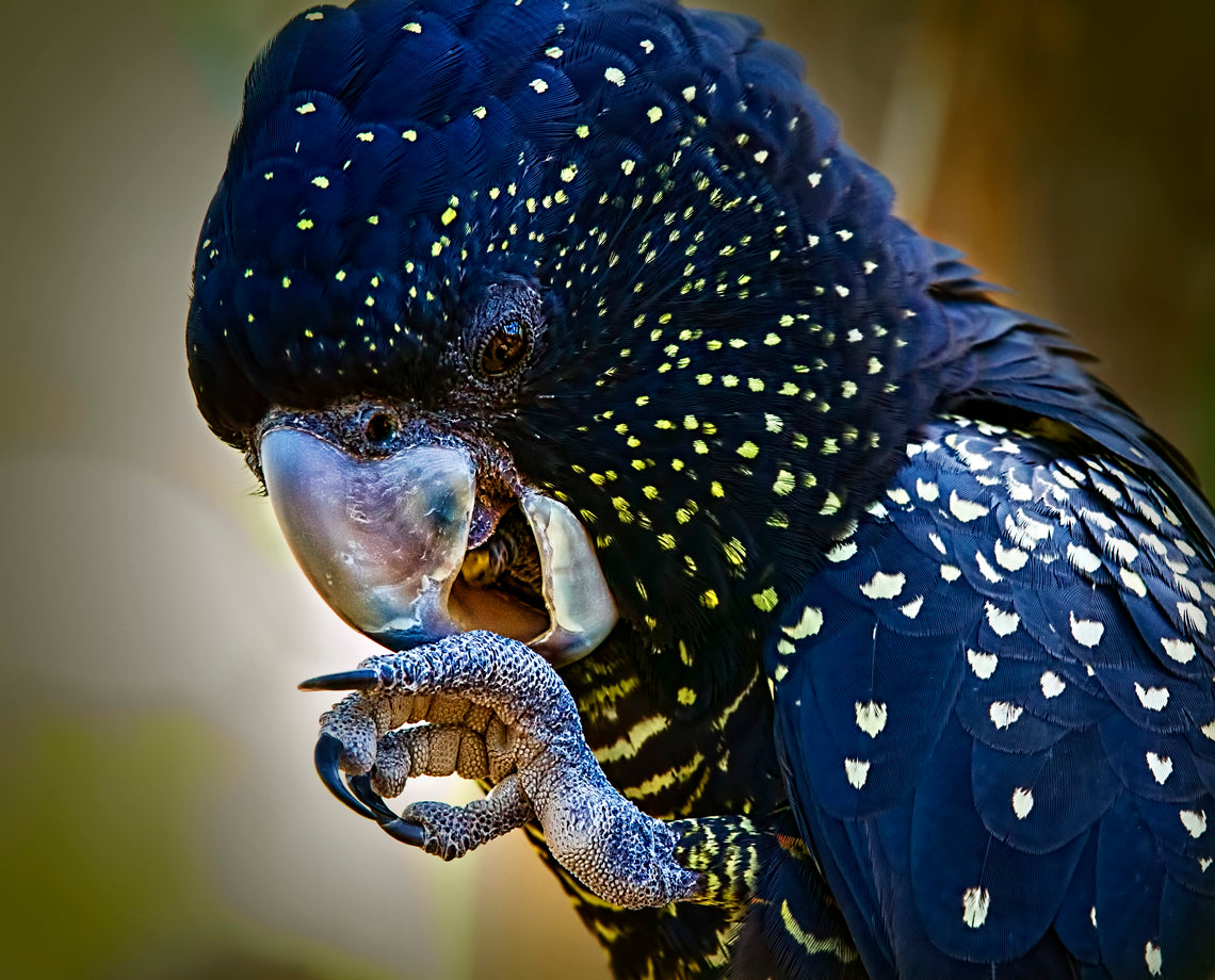 Blue & Yellow Parrot Photograph Home Decor Premium Quality Poster Print Choose Your Sizes