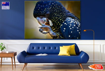 Blue & Yellow Parrot Photograph Print 100% Australian Made