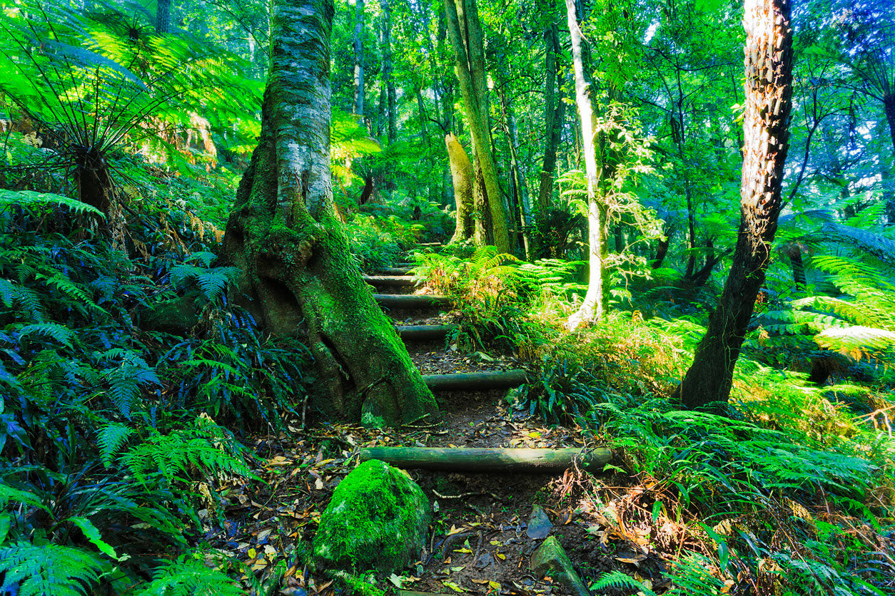 Stairs in Forest Photograph Print 100% Australian Made