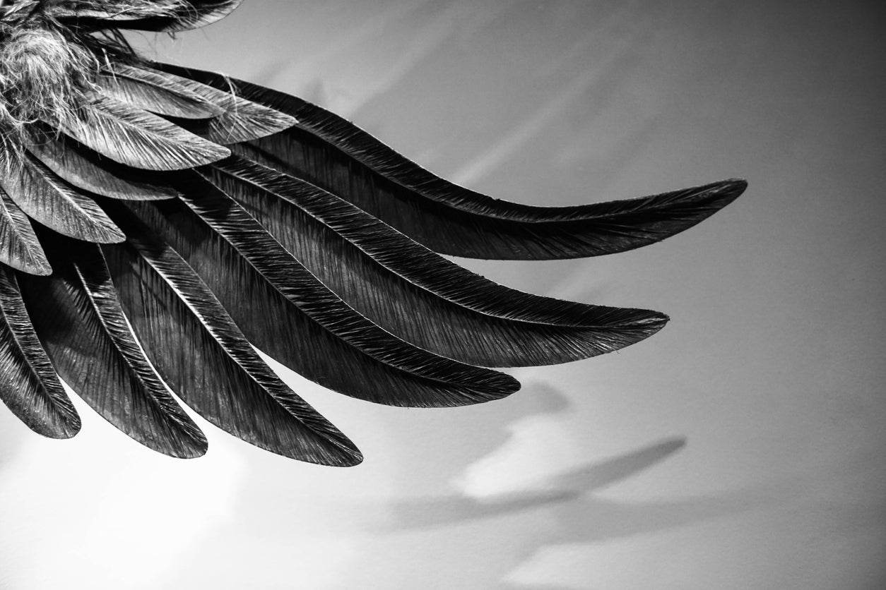 Feathers Closeup B&W Photograph Print 100% Australian Made
