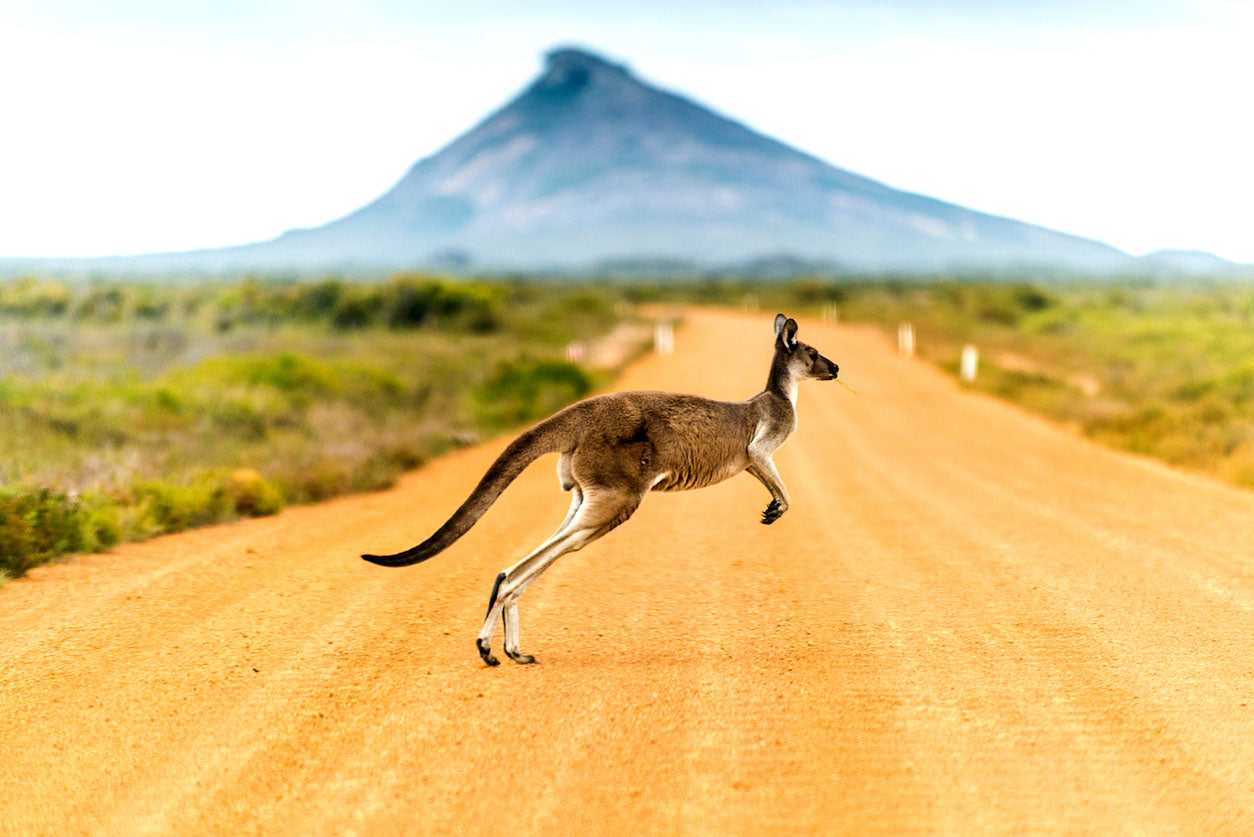 Kangaroo Crossing the Road View Home Decor Premium Quality Poster Print Choose Your Sizes