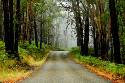 Road in Forest Scenery Photograph Print 100% Australian Made