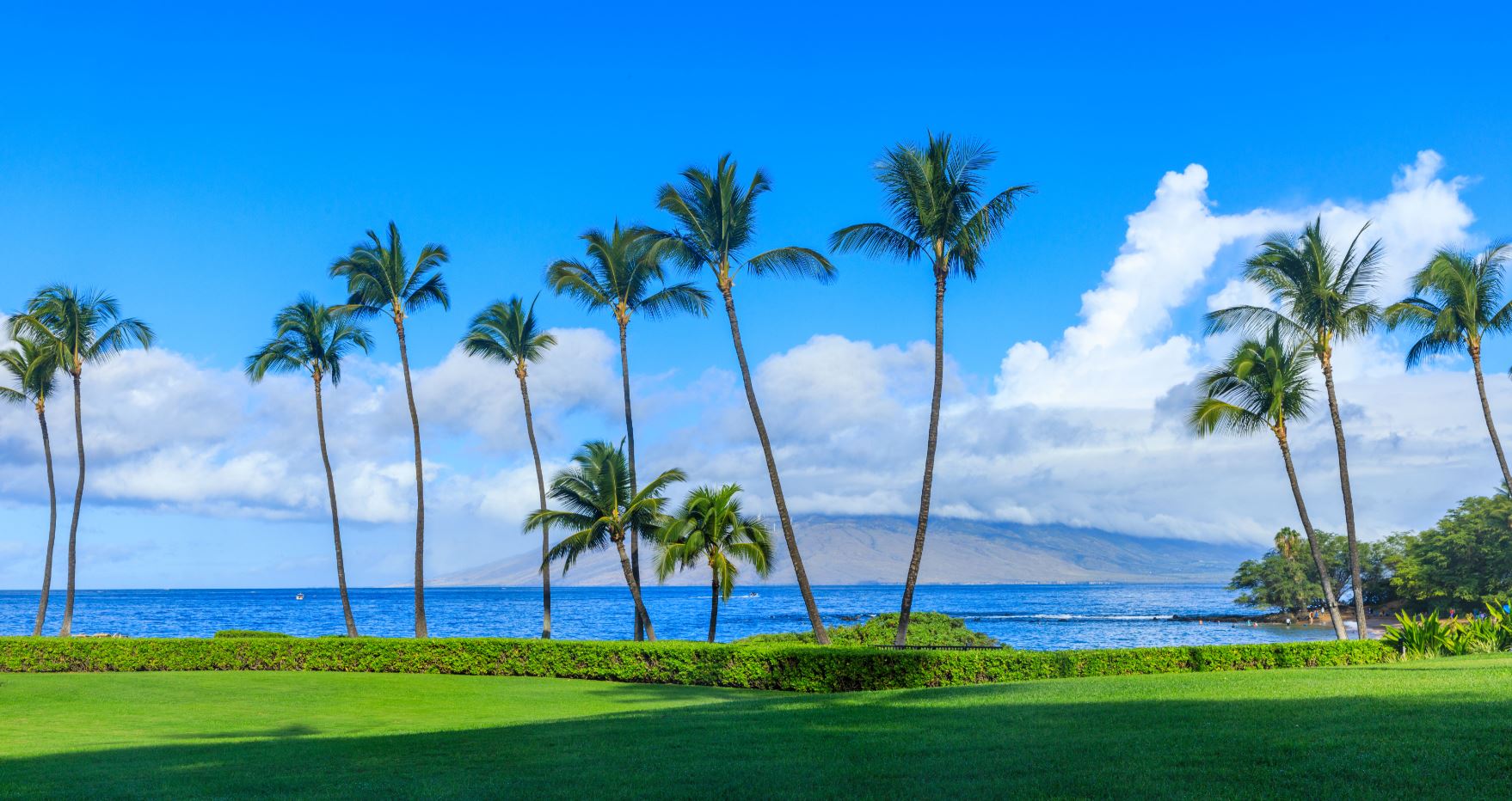 Palm Trees Near Sea Scenery View Print 100% Australian Made