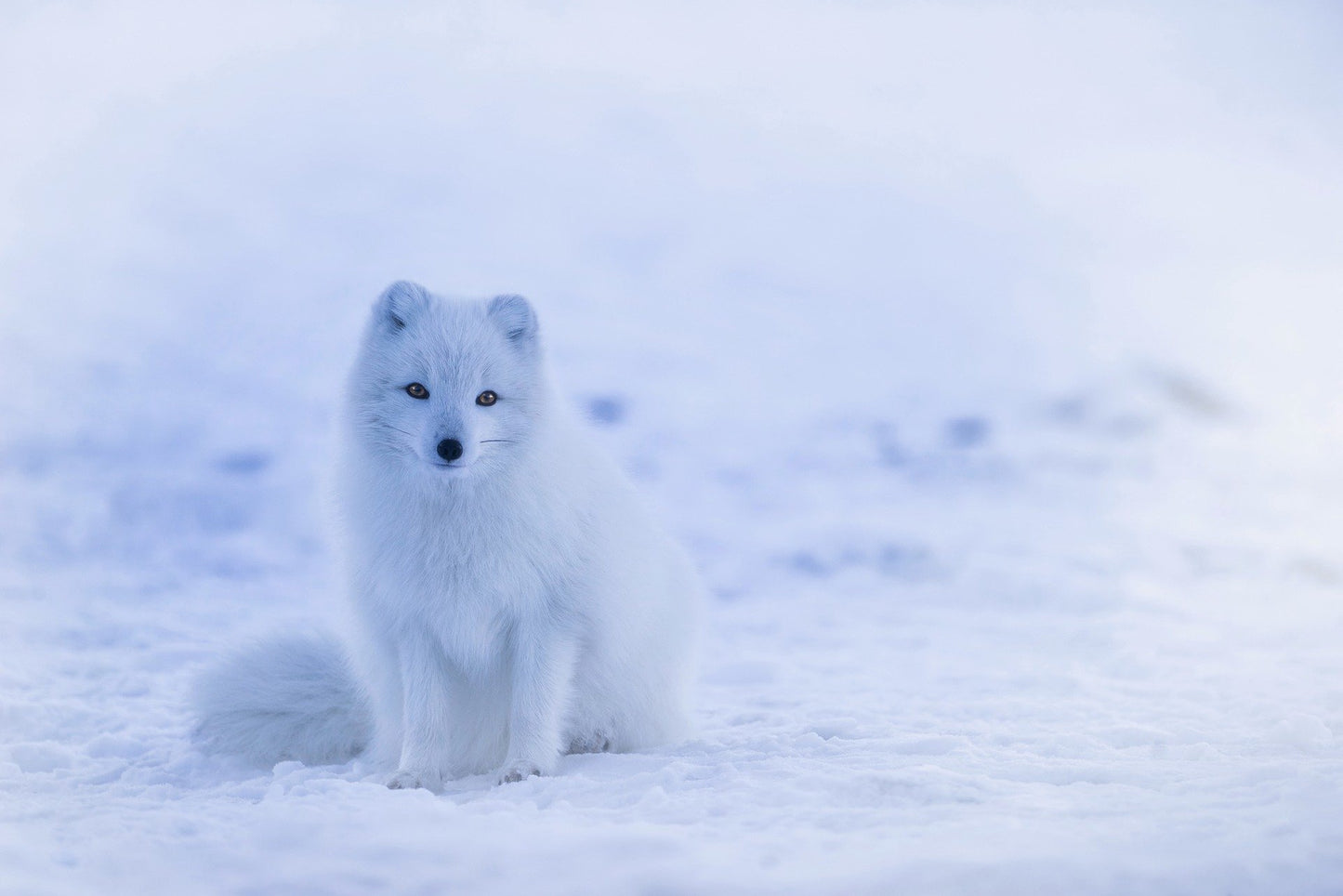 White Puppy on Snow Photograph Home Decor Premium Quality Poster Print Choose Your Sizes