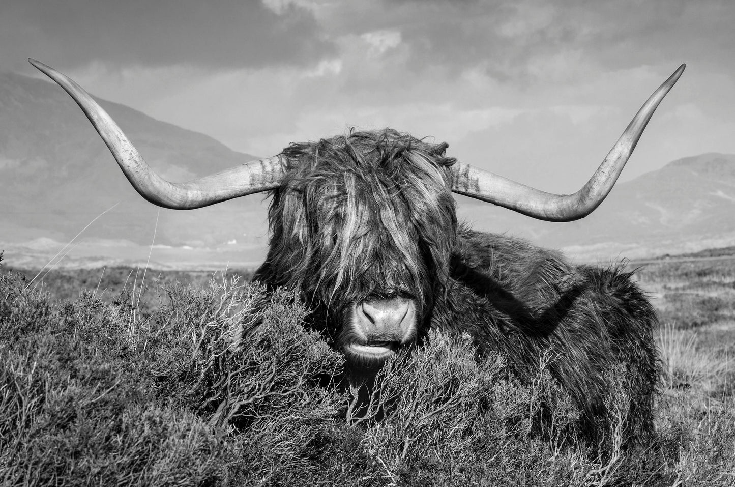 Highland Cow B&W Photograph Home Decor Premium Quality Poster Print Choose Your Sizes