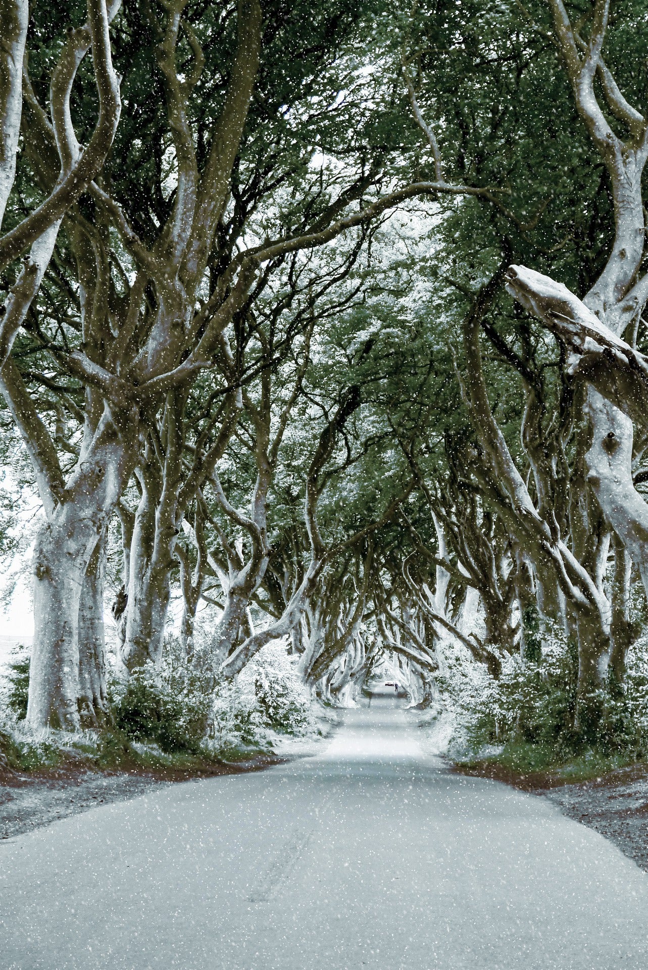 Road in Trees Photograph Home Decor Premium Quality Poster Print Choose Your Sizes