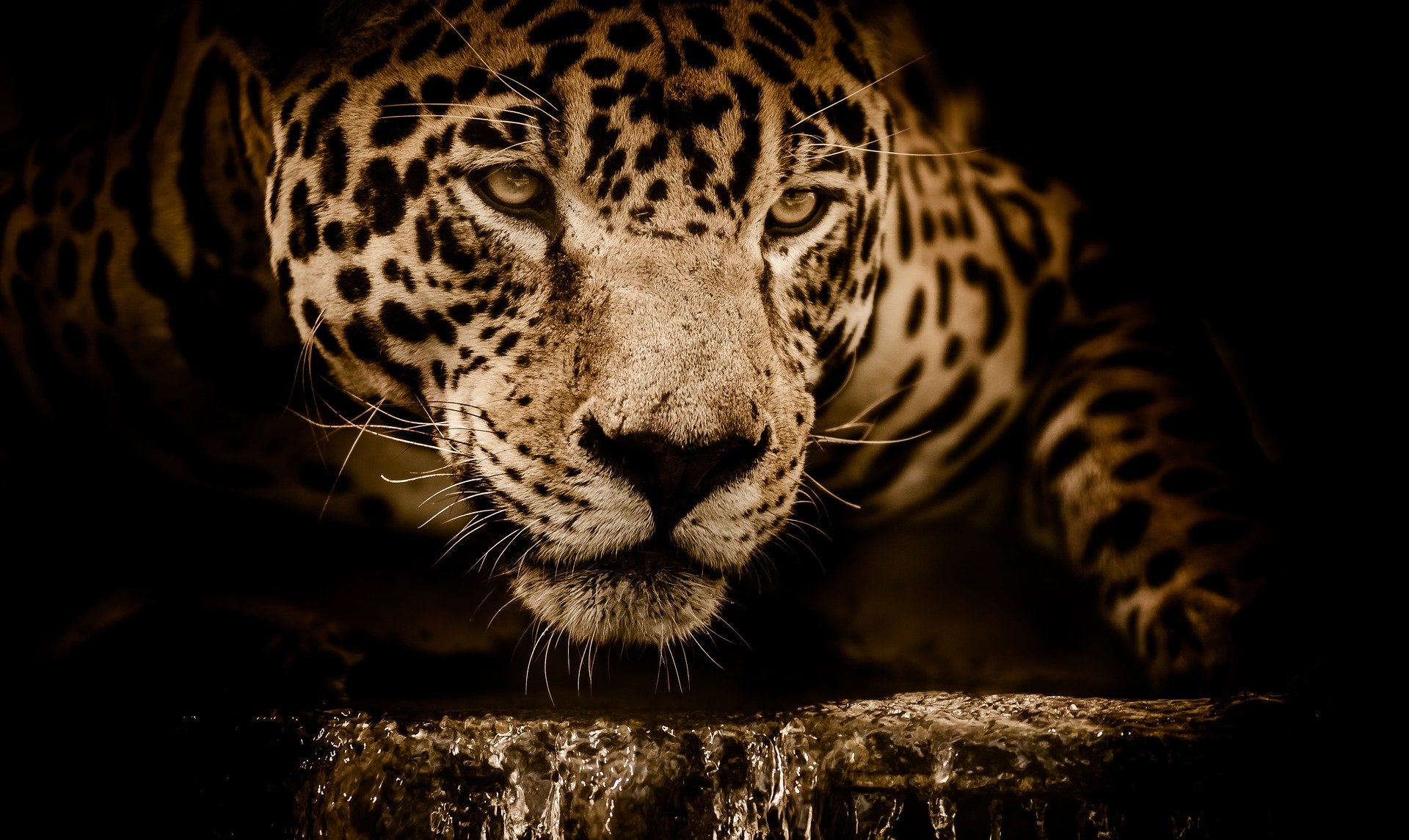 Leopard Portrait Closeup View Home Decor Premium Quality Poster Print Choose Your Sizes