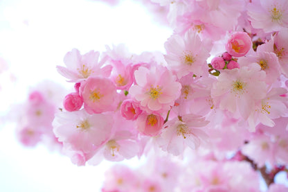 Pink Sakura Flowers Photograph Print 100% Australian Made