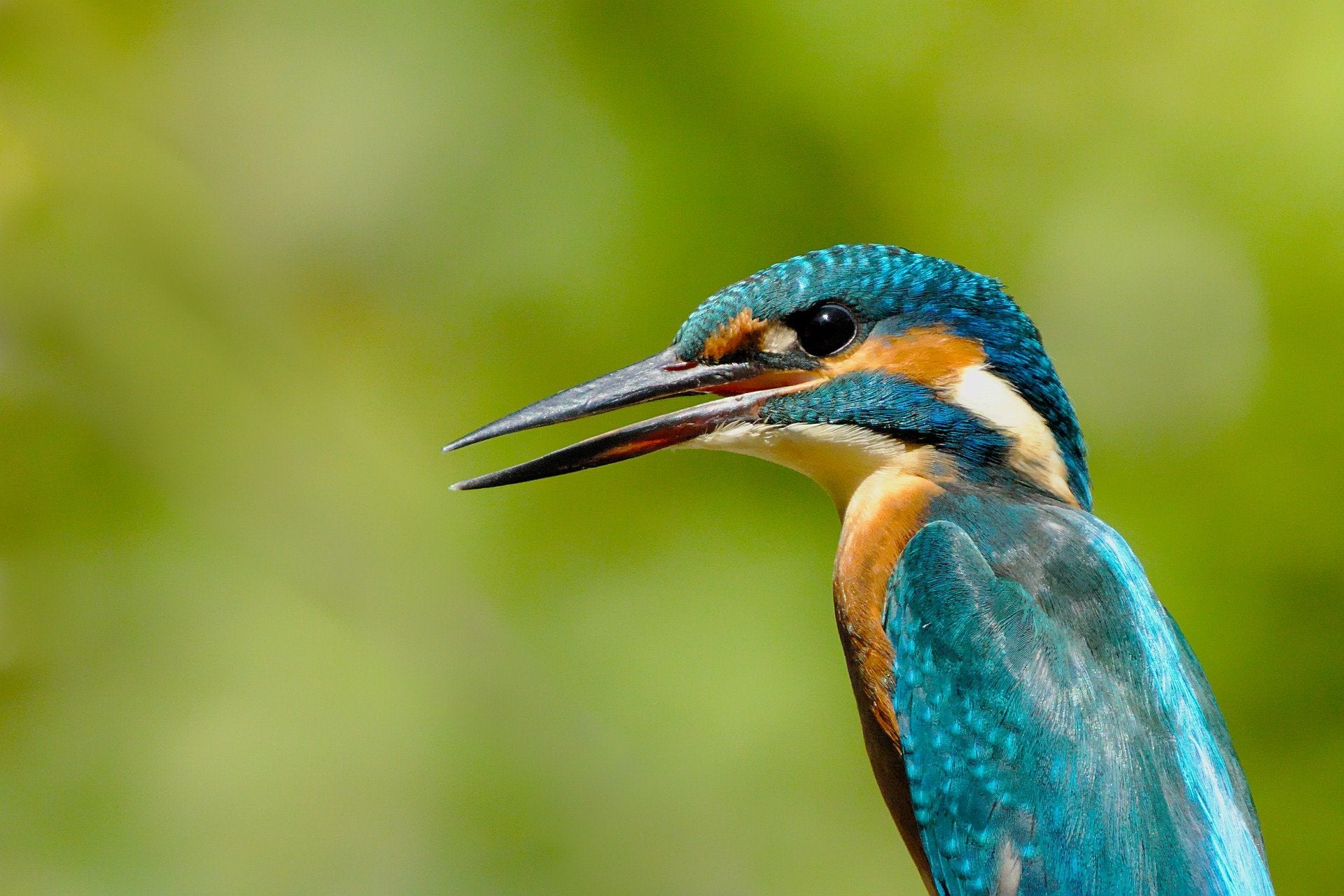 Kingfisher Portrait Photograph Print 100% Australian Made