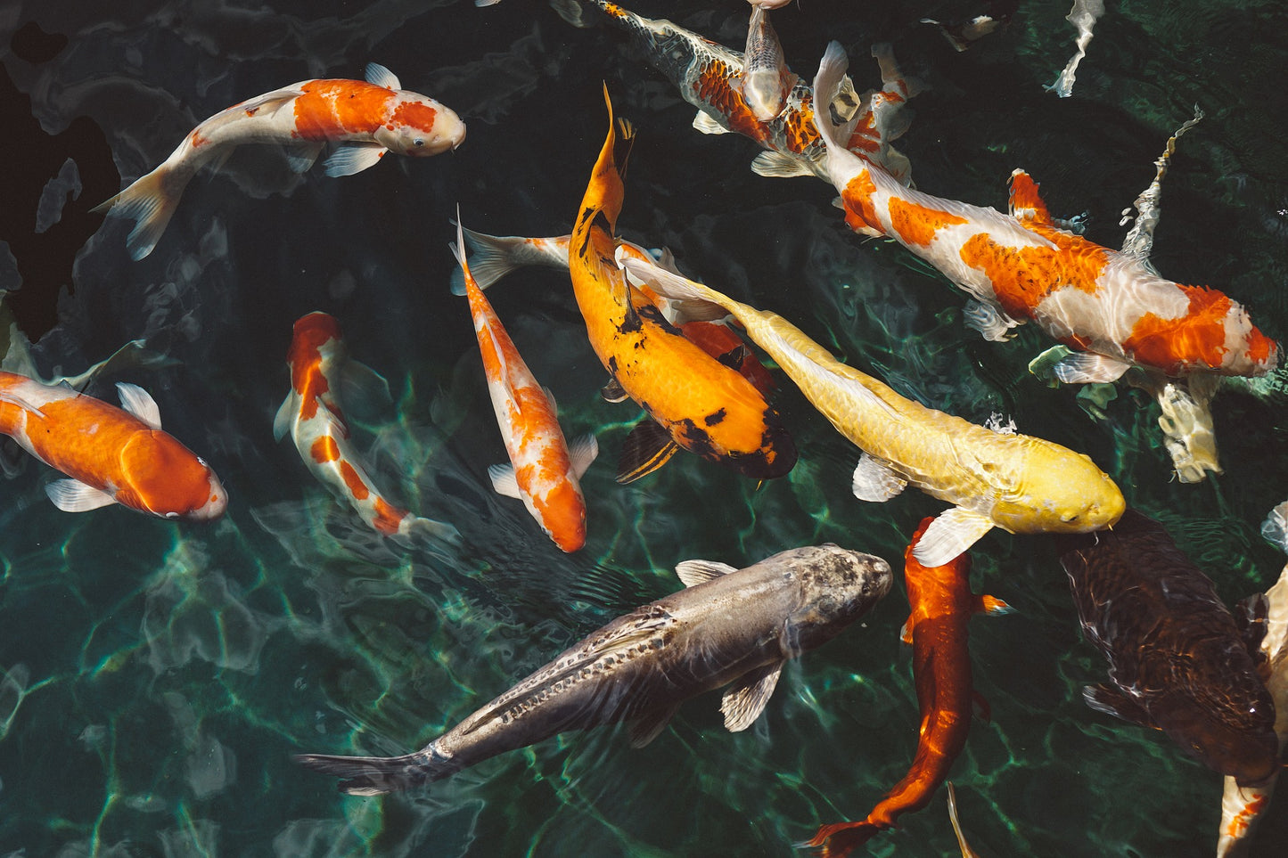 Koi Fish in a Pond Photograph Home Decor Premium Quality Poster Print Choose Your Sizes