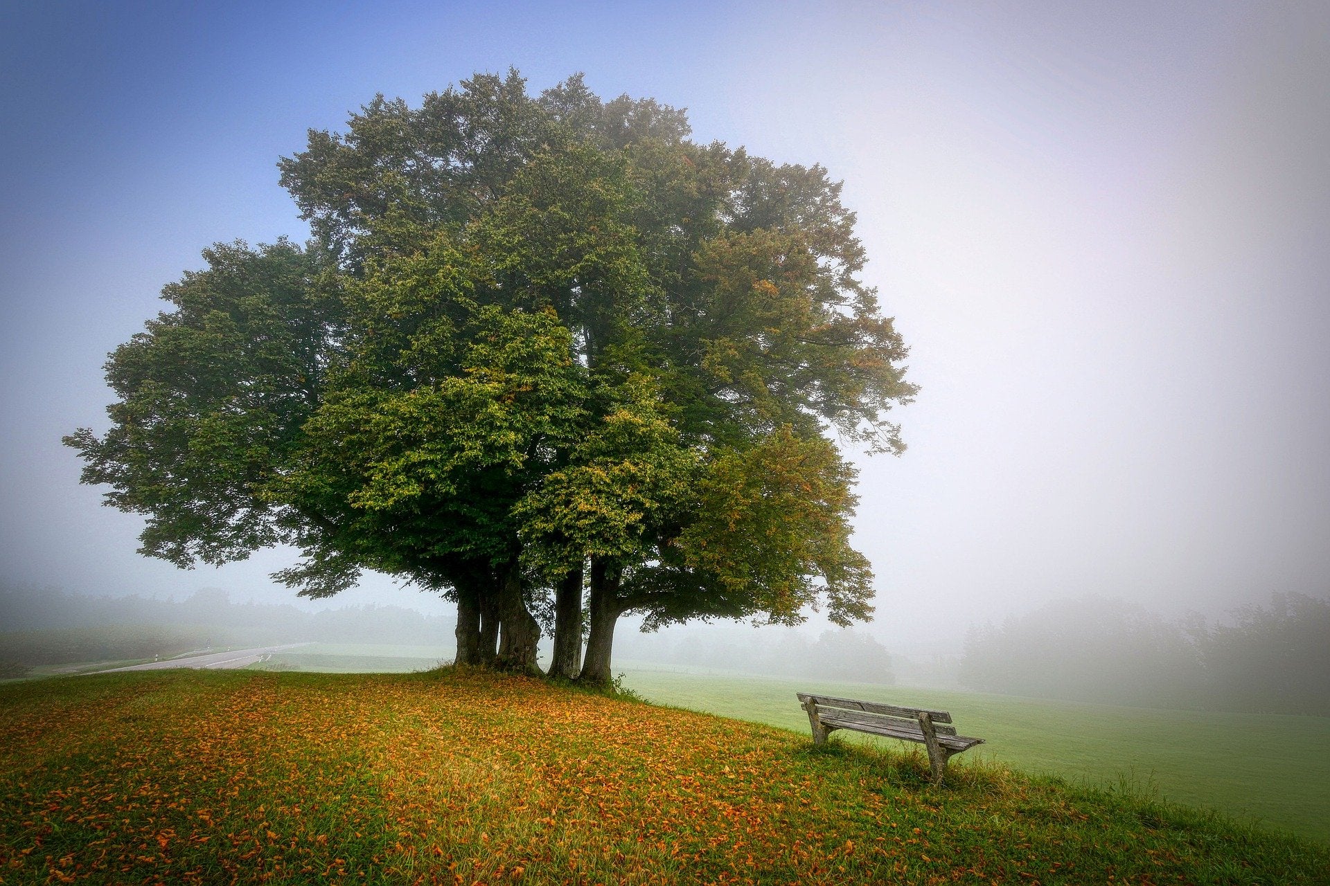 Tree & Bench on a Mountain Slope Stunning View Photograph Print 100% Australian Made