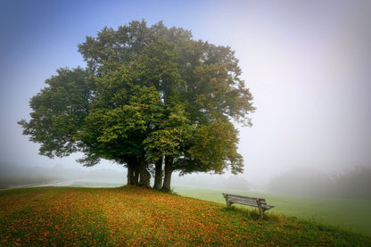 Tree & Bench on a Mountain Slope Stunning View Photograph Print 100% Australian Made