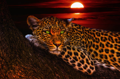 Leopard on a Tree Sunset View Print 100% Australian Made