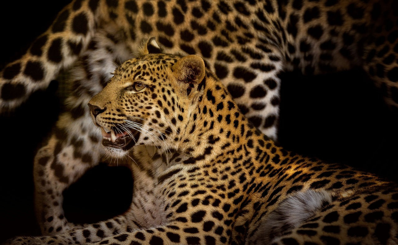 Leopard Portrait Closeup View Home Decor Premium Quality Poster Print Choose Your Sizes