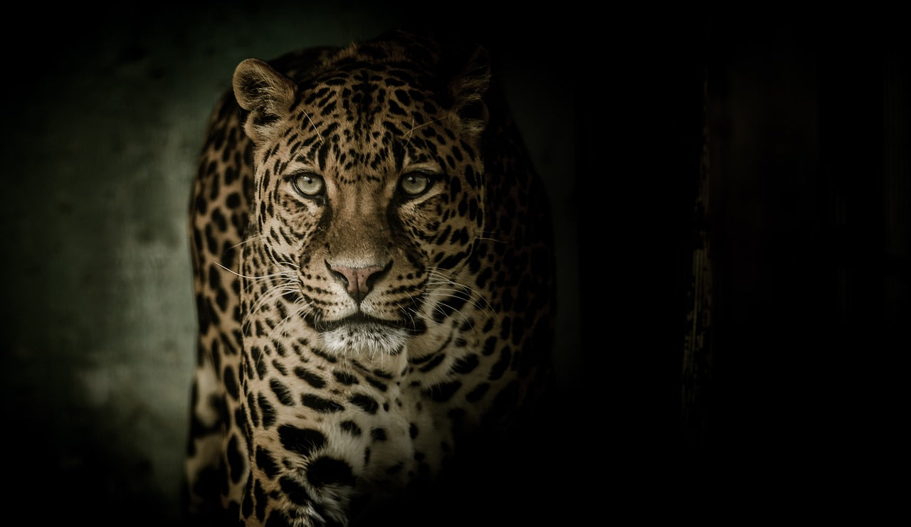 Leopard Portrait Closeup View Home Decor Premium Quality Poster Print Choose Your Sizes